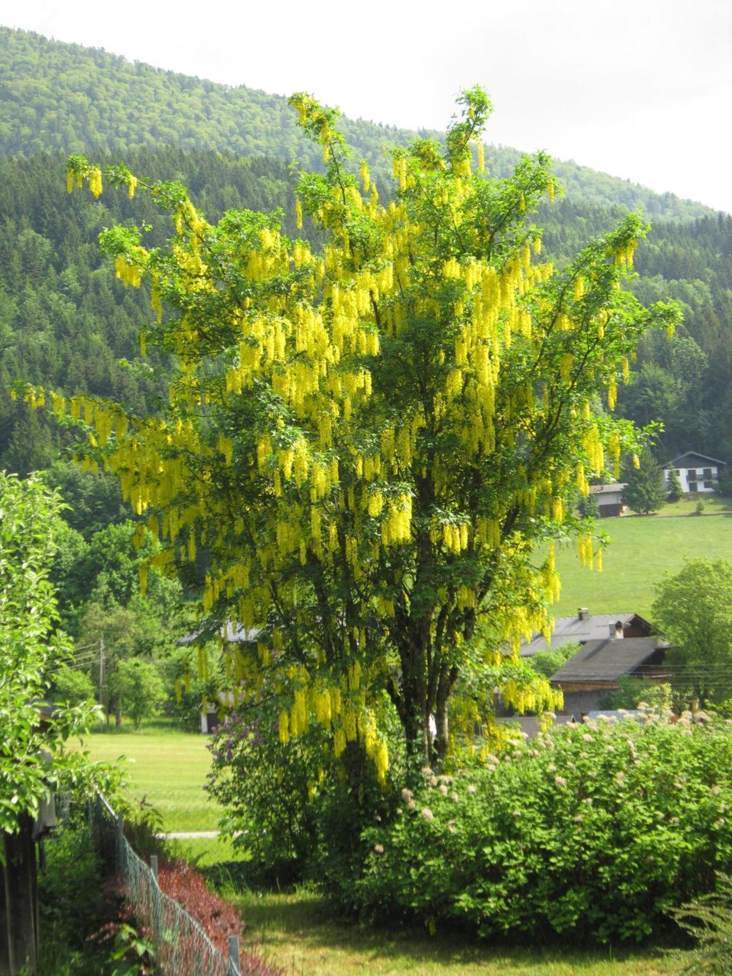 Appartement Scheibling Sankt Wolfgang im Salzkammergut Bagian luar foto